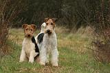 FOX TERRIER 558